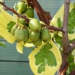 actinidia-arguta-hokey-pokey actinidia-arguta-hokey-pokey