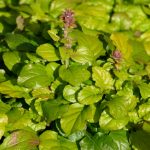 ajuga-gold-chang ajuga-gold-chang