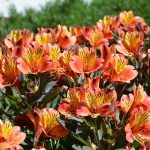 alstroemeria-indian-summer-tesronto alstroemeria-indian-summer-tesronto