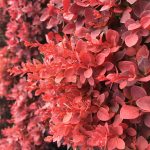 berberis-thunbergii-red-cloud berberis-thunbergii-red-cloud
