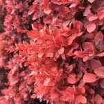 berberis-thunbergii-red-cloud