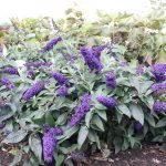 buddleja-rocketstar-indigo