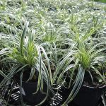 carex-feather-falls carex-feather-falls