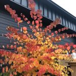 cercidiphyllum-japonicum-glowball cercidiphyllum-japonicum-glowball