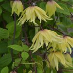 Clematis 'Golden dream'