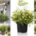 clematis-little-lemons clematis-little-lemons