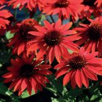 echinacea-purpurea-sombrero-sangrita echinacea-purpurea-sombrero-sangrita