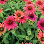 echinacea-purpurea-sombrero-tres-amigos