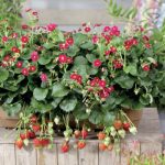 frogaria-summer-breeze-rose-fl frogaria-summer-breeze-rose-fl