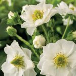frogaria-summer-breeze-snow-fl frogaria-summer-breeze-snow-fl