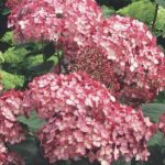 hortensja-ruby-annabelle hortensja-ruby-annabelle