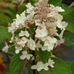 hydrangea-paniculata-confetti