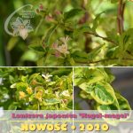 lonicera-kogel-mogel lonicera-kogel-mogel