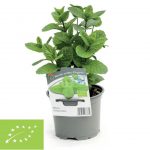 mentha-spicata-hispanica mentha-spicata-hispanica