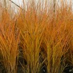 miscanthus-sinensis-little-miss miscanthus-sinensis-little-miss
