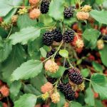 morus-rotundiloba-mojo-berry morus-rotundiloba-mojo-berry