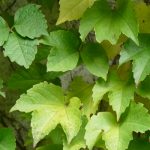 parthenocissus-tricuspidata-minutifolia parthenocissus-tricuspidata-minutifolia