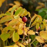 rosa-galica rosa-galica