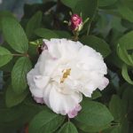 rosa-louise-bugnet rosa-louise-bugnet