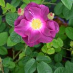 rosa-merveille rosa-merveille