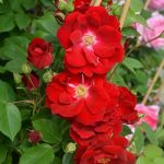 rosa-nicolas rosa-nicolas