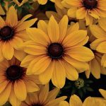 rudbekia-sunbeckia-carolina