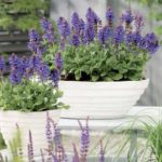 salvia-nemorosa-marvel-blue salvia-nemorosa-marvel-blue