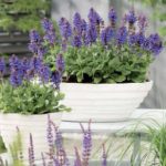 salvia-nemorosa-marvel-blue