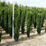 taxus-media-mecenas-120-140-cm taxus-media-mecenas-120-140-cm