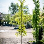 Betula pendula 'Golden Cloud'