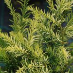 Taxus baccata Elegantissima ns