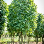 Tilia cordata Multistam