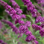 Buddleja 'Berries and Cream'