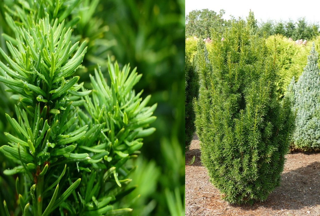 Acrocona_Taxus_Masa