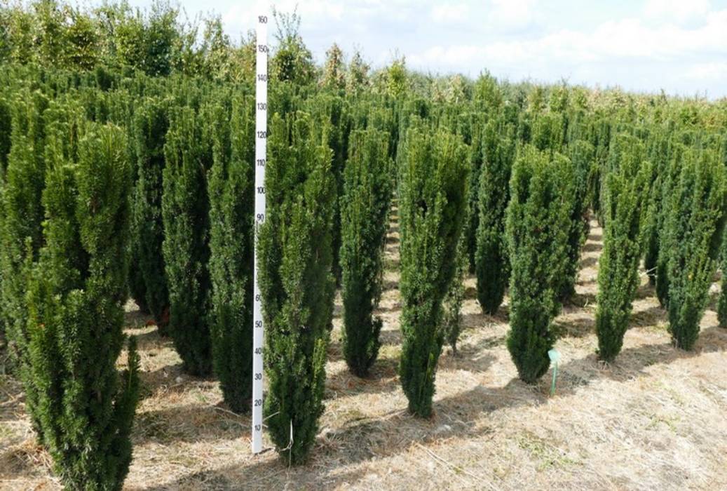 Acrocona_Taxus_Mecenas2