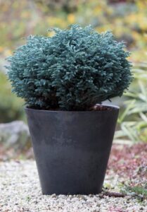 Chamaecyparis pisifera Blue Moon Chamaecyparis pisifera Blue Moon