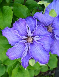 Clematis Baltic Waves PBR Clematis Baltic Waves PBR