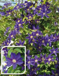 Clematis Neonka Clematis Neonka
