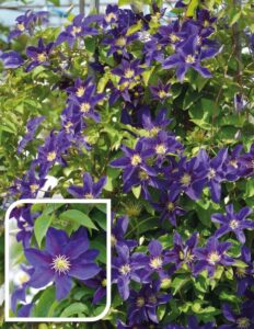 Clematis Neonka