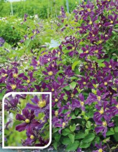 Clematis Once More Clematis Once More