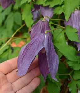 Clematis Orion Clematis Orion