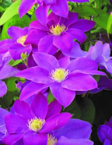 Clematis Raspberry Cream Clematis Raspberry Cream
