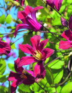 Clematis Scarlet Windmill Clematis Scarlet Windmill