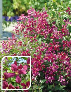 Clematis Strawberry Fields Clematis Strawberry Fields