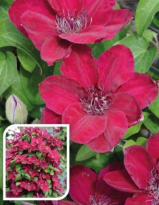 Clematis Zosia