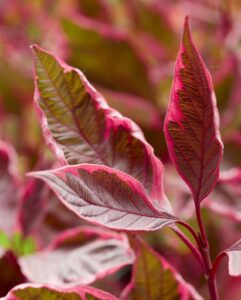 Cornus alba Miracle