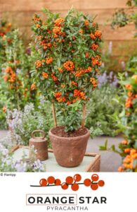 Cornus alba Orange Star