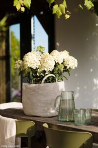 Hydrangea_paniculata_LIVING_LITTLE_ROSY_1 Hydrangea_paniculata_LIVING_LITTLE_ROSY_1