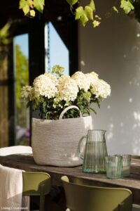 Hydrangea_paniculata_LIVING_LITTLE_ROSY_1