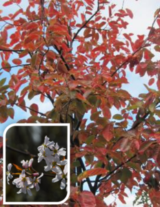 Amelanchier arborea Robin Hill